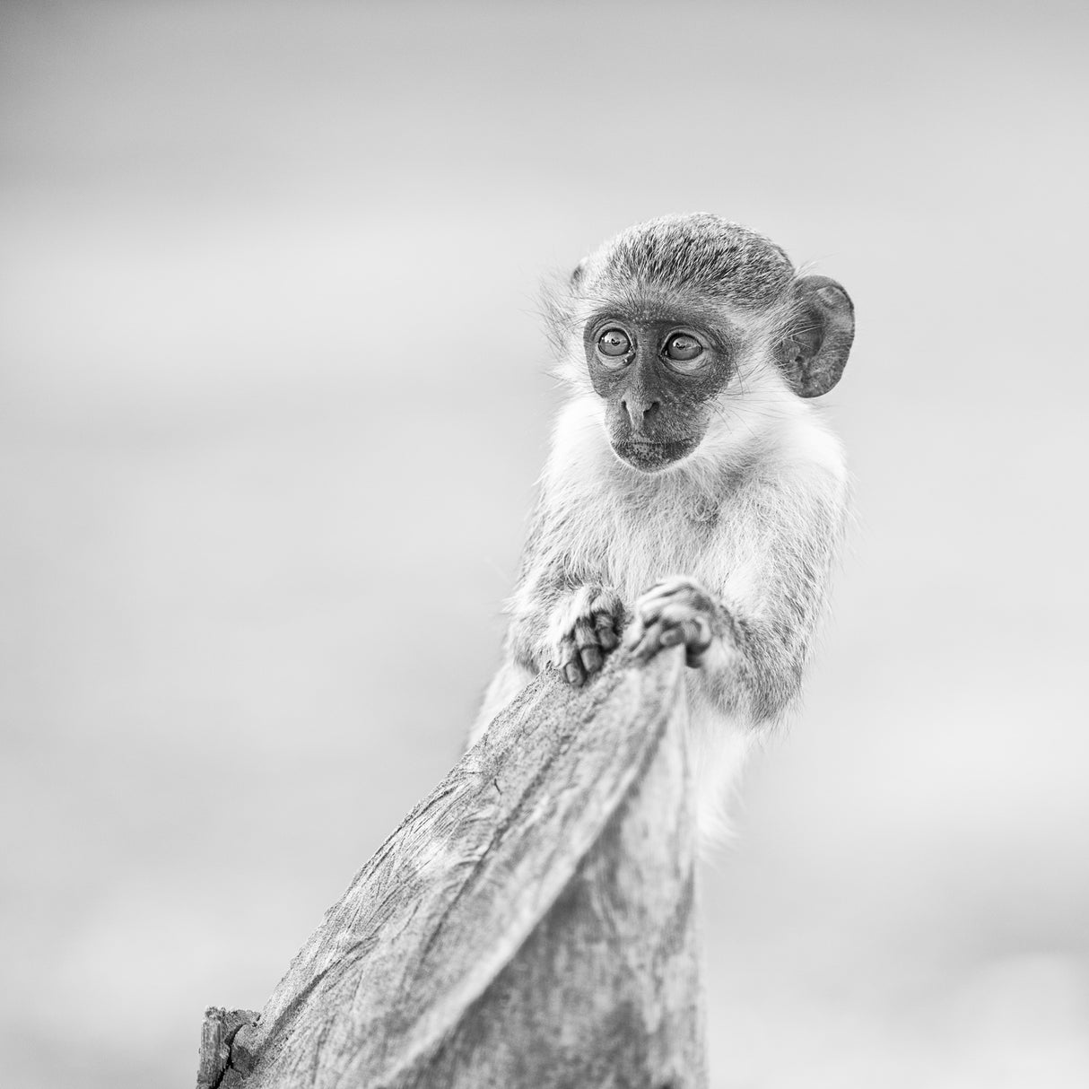 Monkey Portrait Poster och Canvastavla