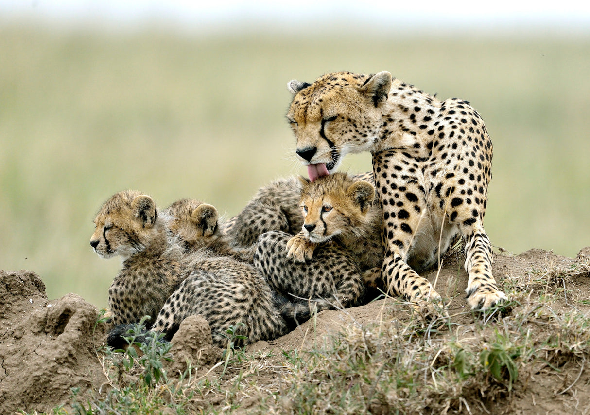 Cheetahs Poster och Canvastavla