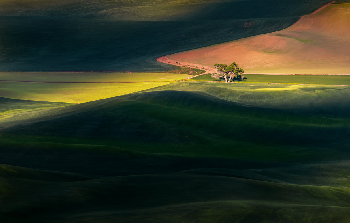 Twin Trees In Palouse Poster och Canvastavla