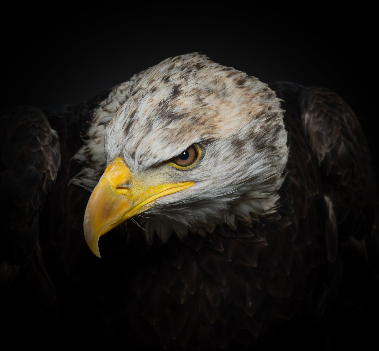 The American Eagle Poster och Canvastavla