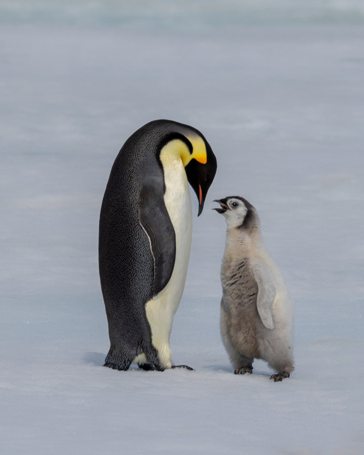 chick and parent Poster och Canvastavla