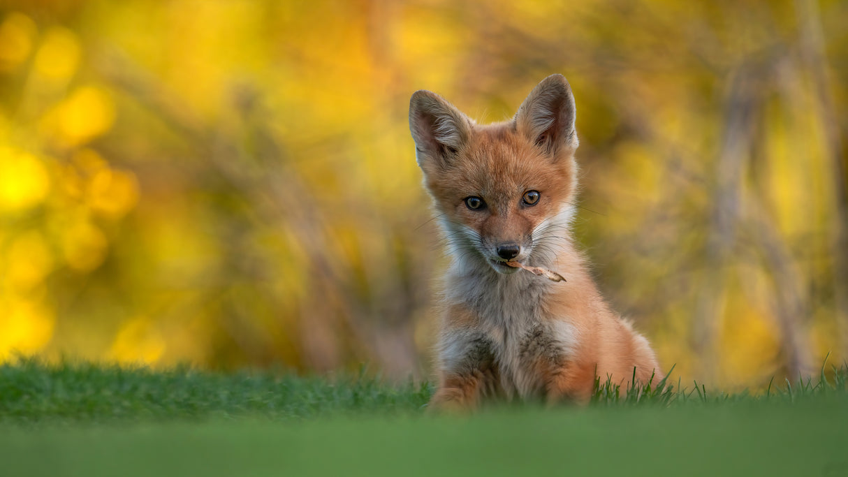 Red Fox Kit Poster och Canvastavla