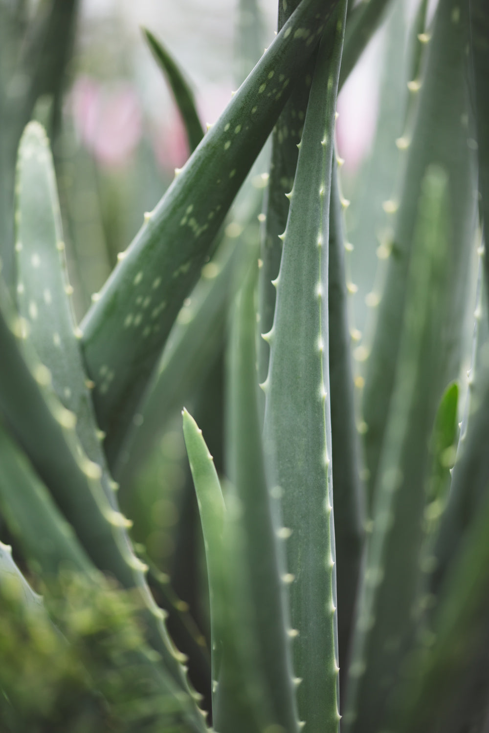 Cacti Poster och Canvastavla