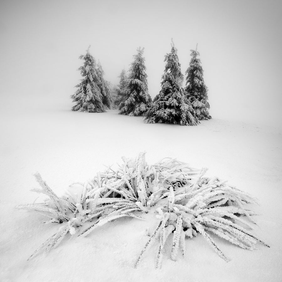 Winter scenery Poster och Canvastavla