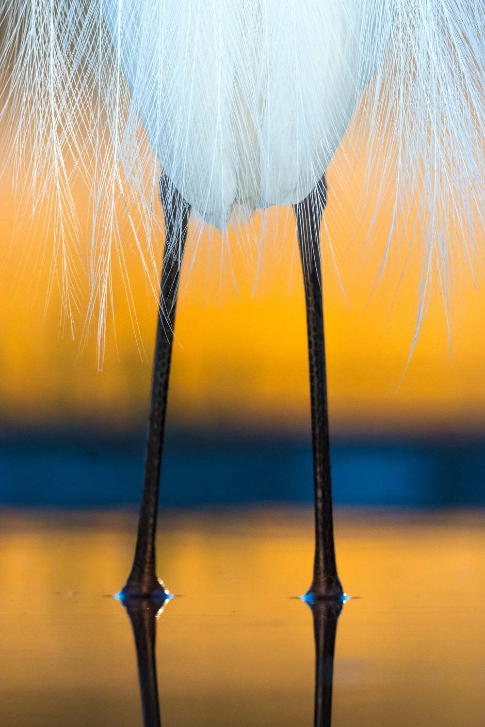 Dressed for dawn Poster och Canvastavla