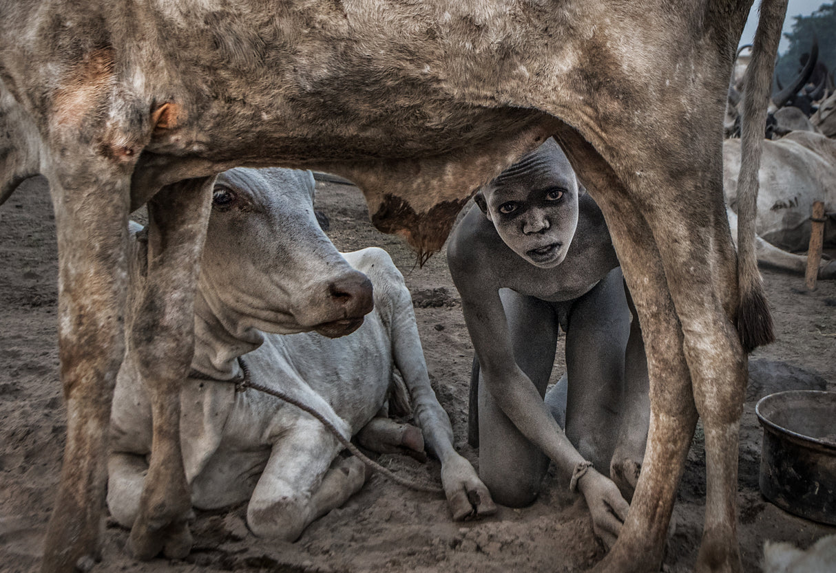 Mundari boy colleting dung - South Sudan Poster och Canvastavla