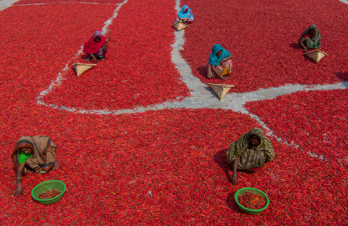 Women collecting red chilies Poster och Canvastavla