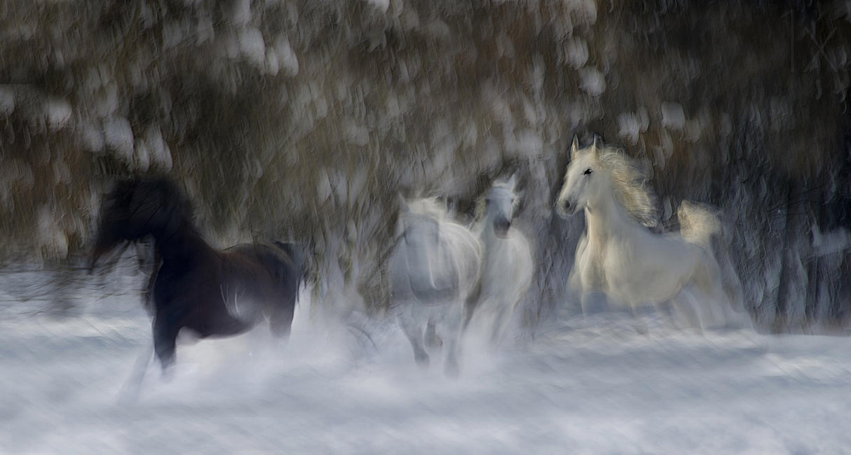 fun in the snow Poster och Canvastavla