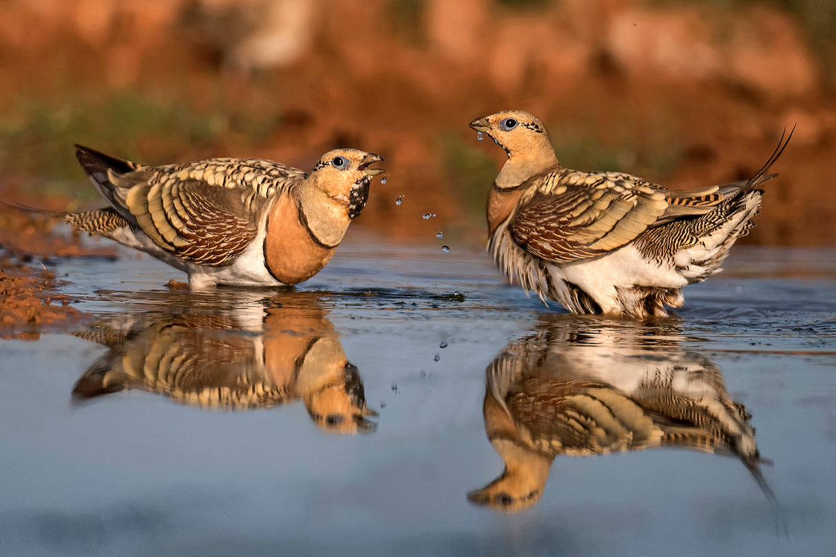 Pin-tailed Sandgrouse Poster och Canvastavla
