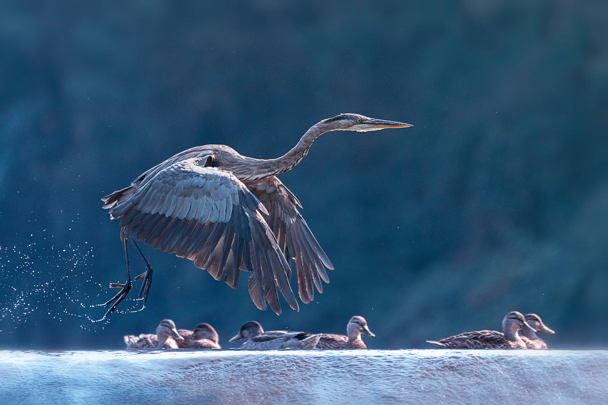 Blue Heron Taking Off Poster och Canvastavla