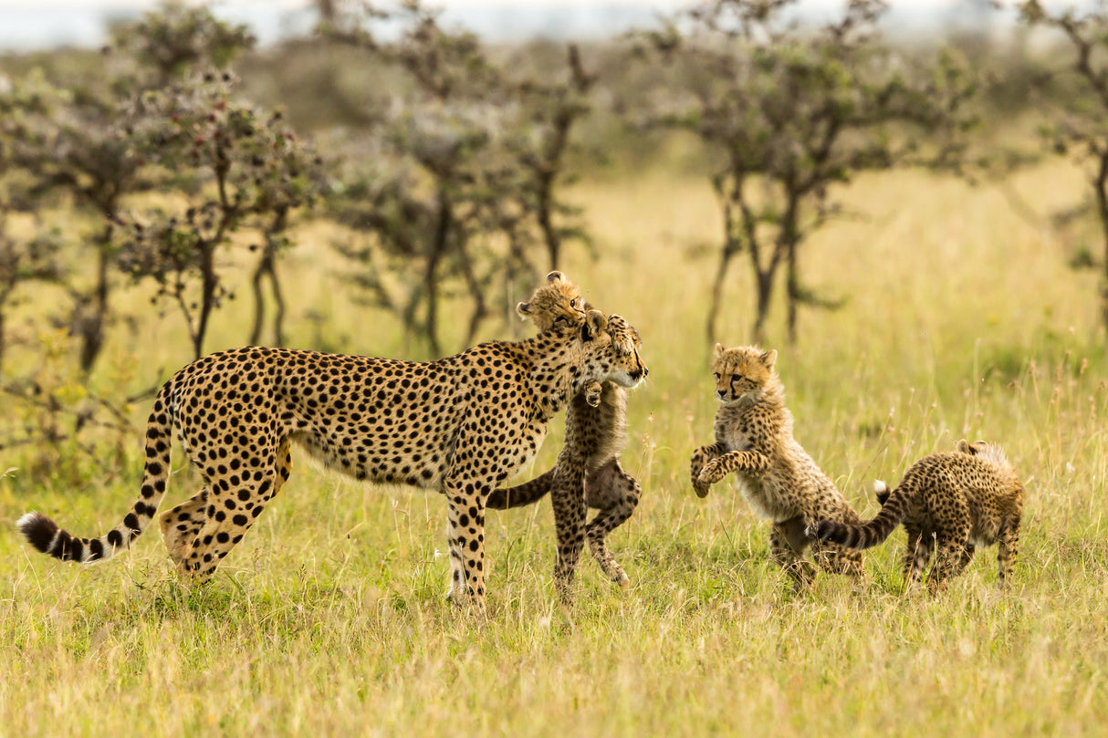 Cheetahs and Cubs Poster och Canvastavla