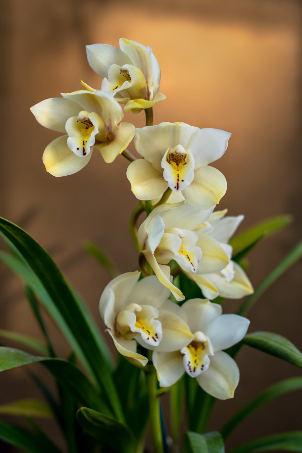Orchids Poster och Canvastavla