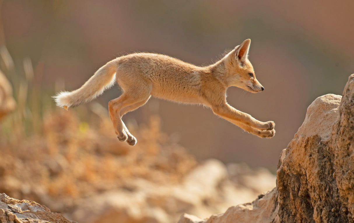 First jump of a Fox Cub Poster och Canvastavla