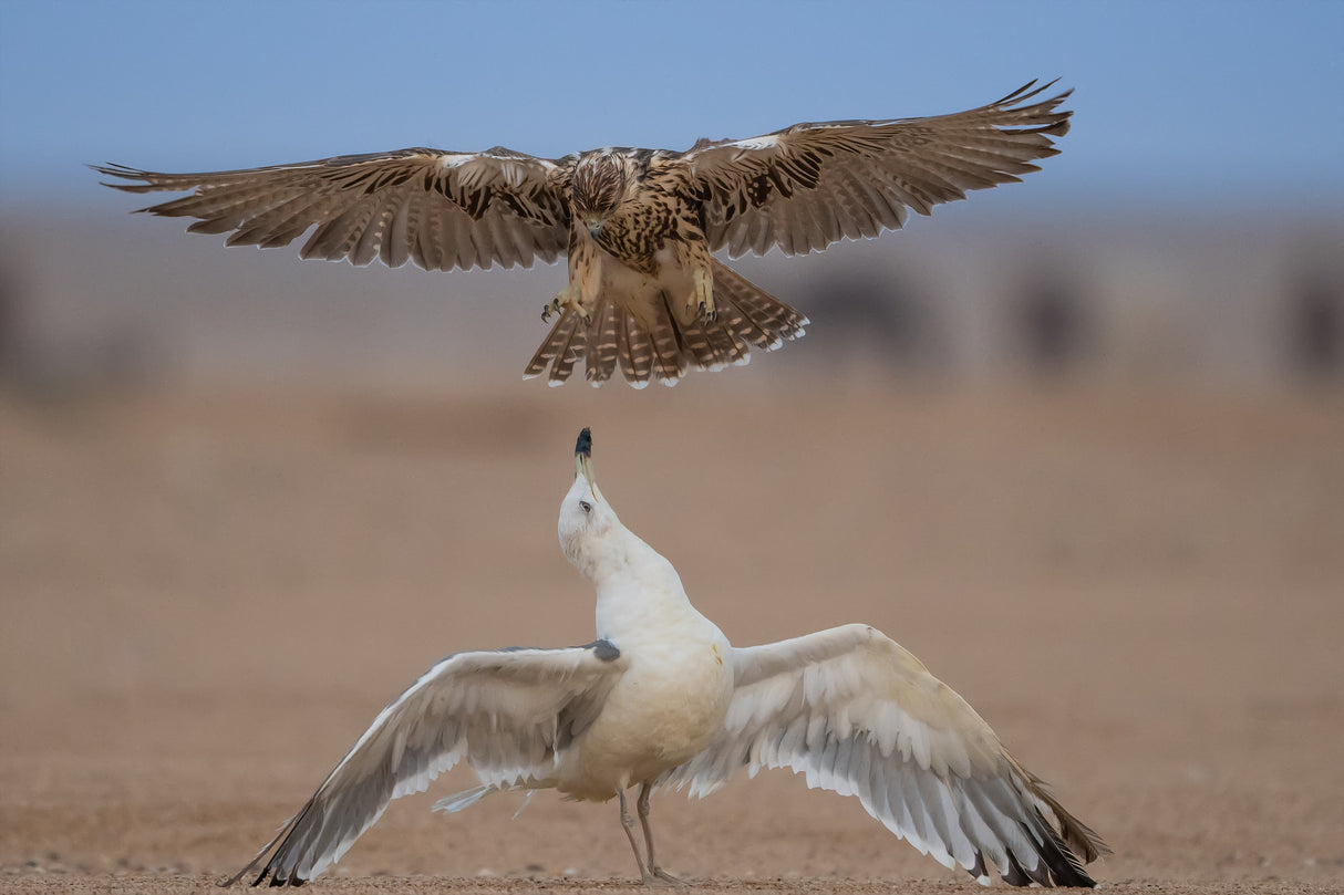 The life of a seagull Poster och Canvastavla