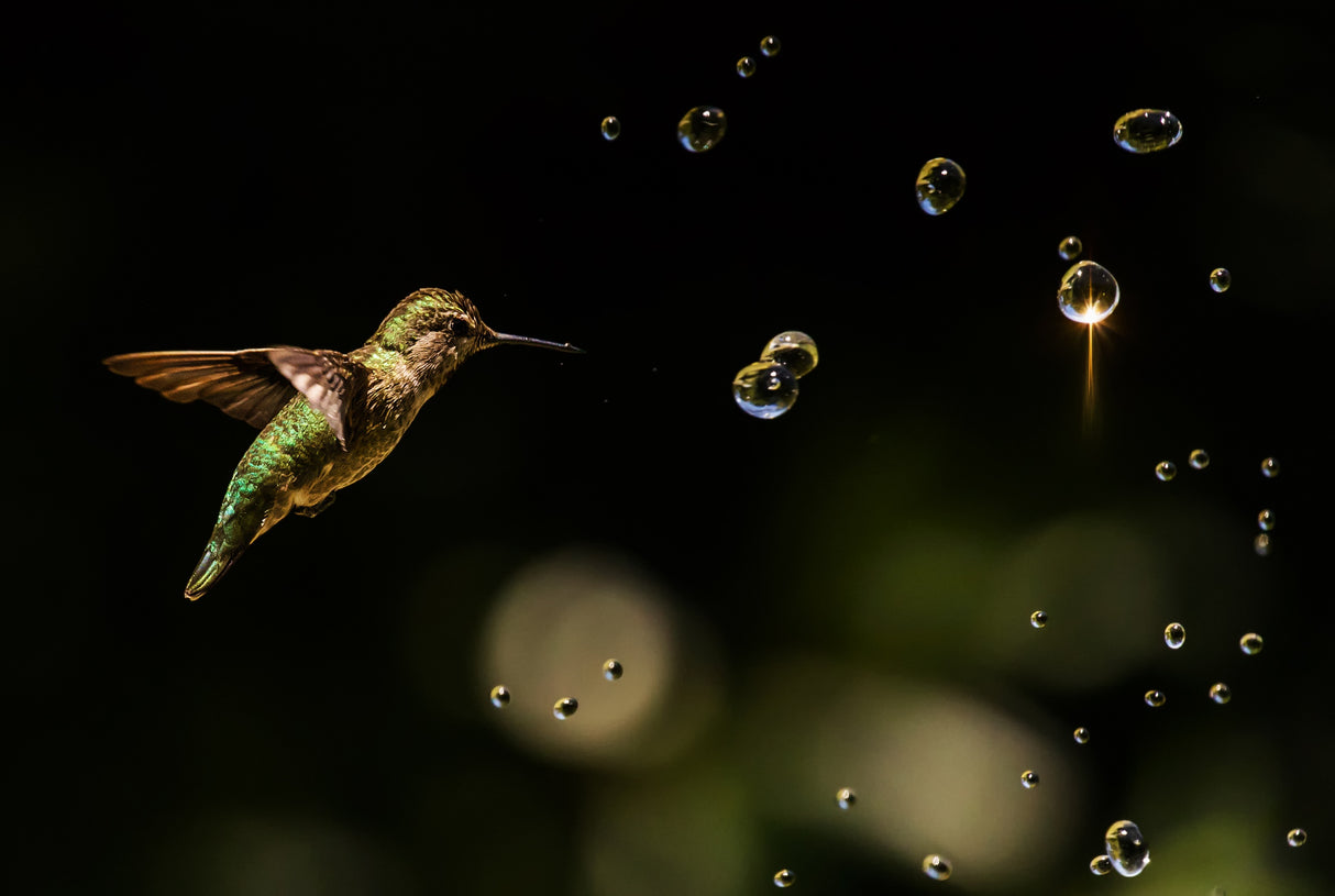 Play with Water Drops Poster och Canvastavla