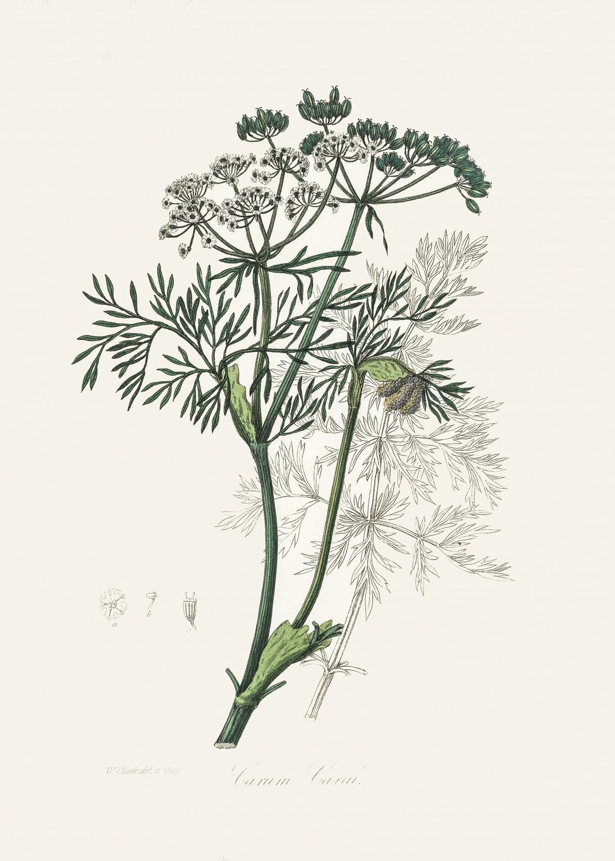 Caraway (carum Carui) Medical Botany Poster och Canvastavla