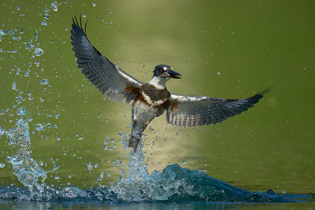 Takes off from the water Poster och Canvastavla
