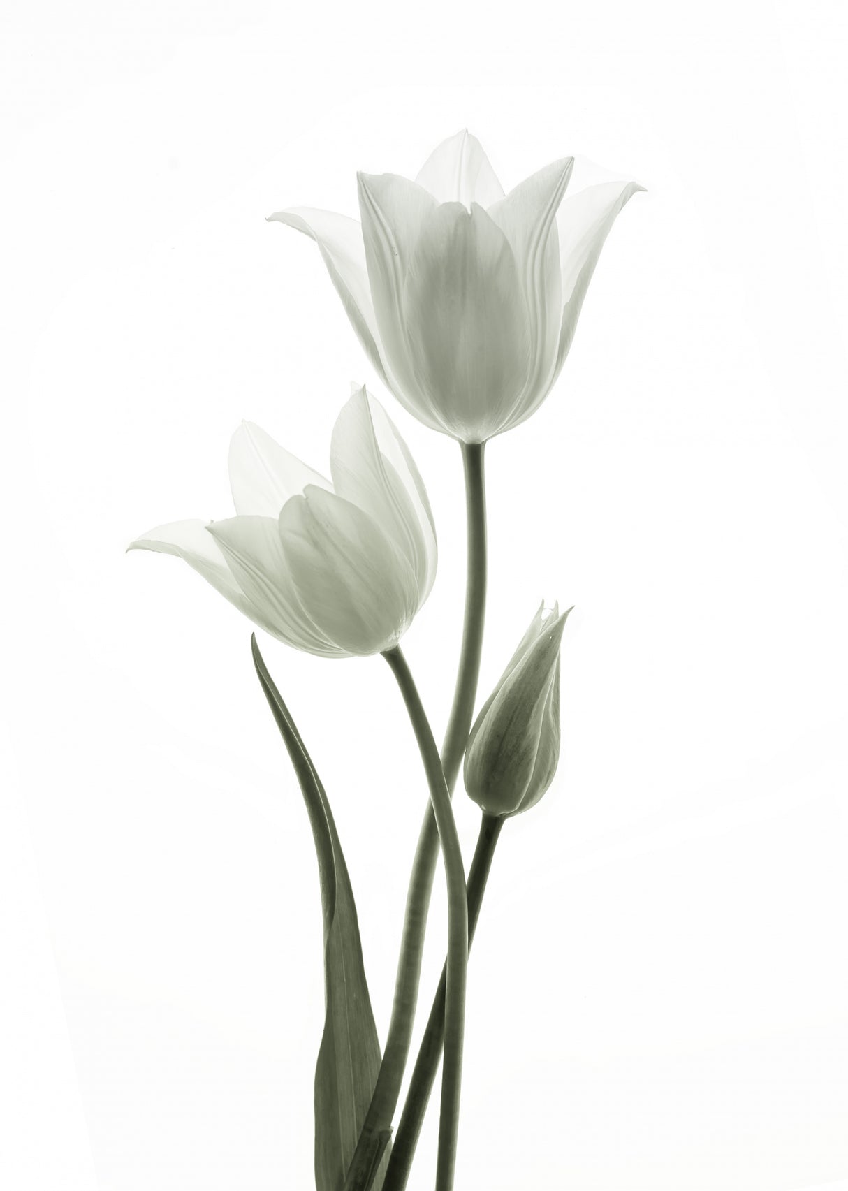 Tulips Poster och Canvastavla