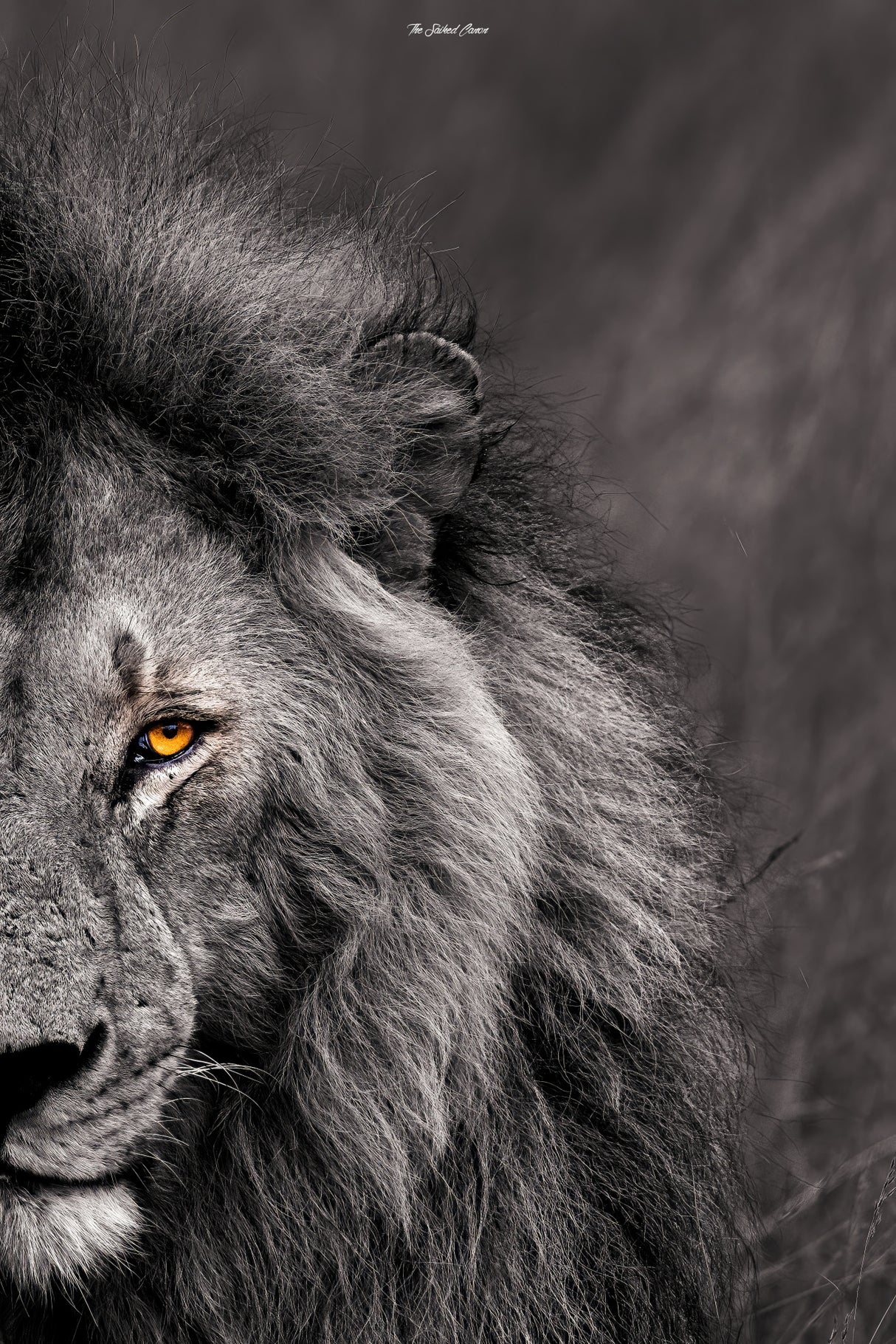 The King's Stare Poster och Canvastavla