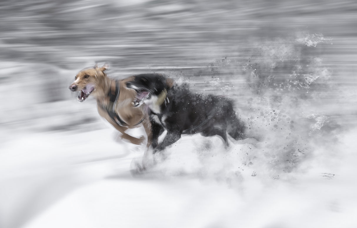 Run Poster och Canvastavla