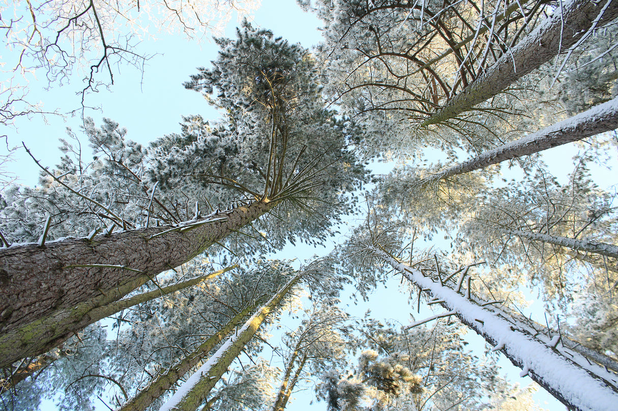 Tall Pine Trees, Snow, Golden Glow Poster och Canvastavla