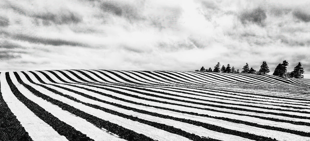 Fields of stripes Poster och Canvastavla