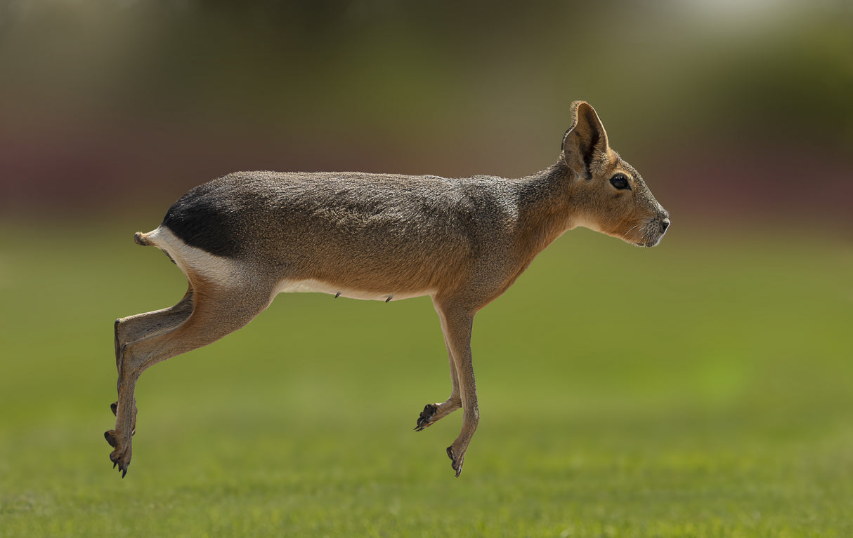 Patagonian mara Poster och Canvastavla