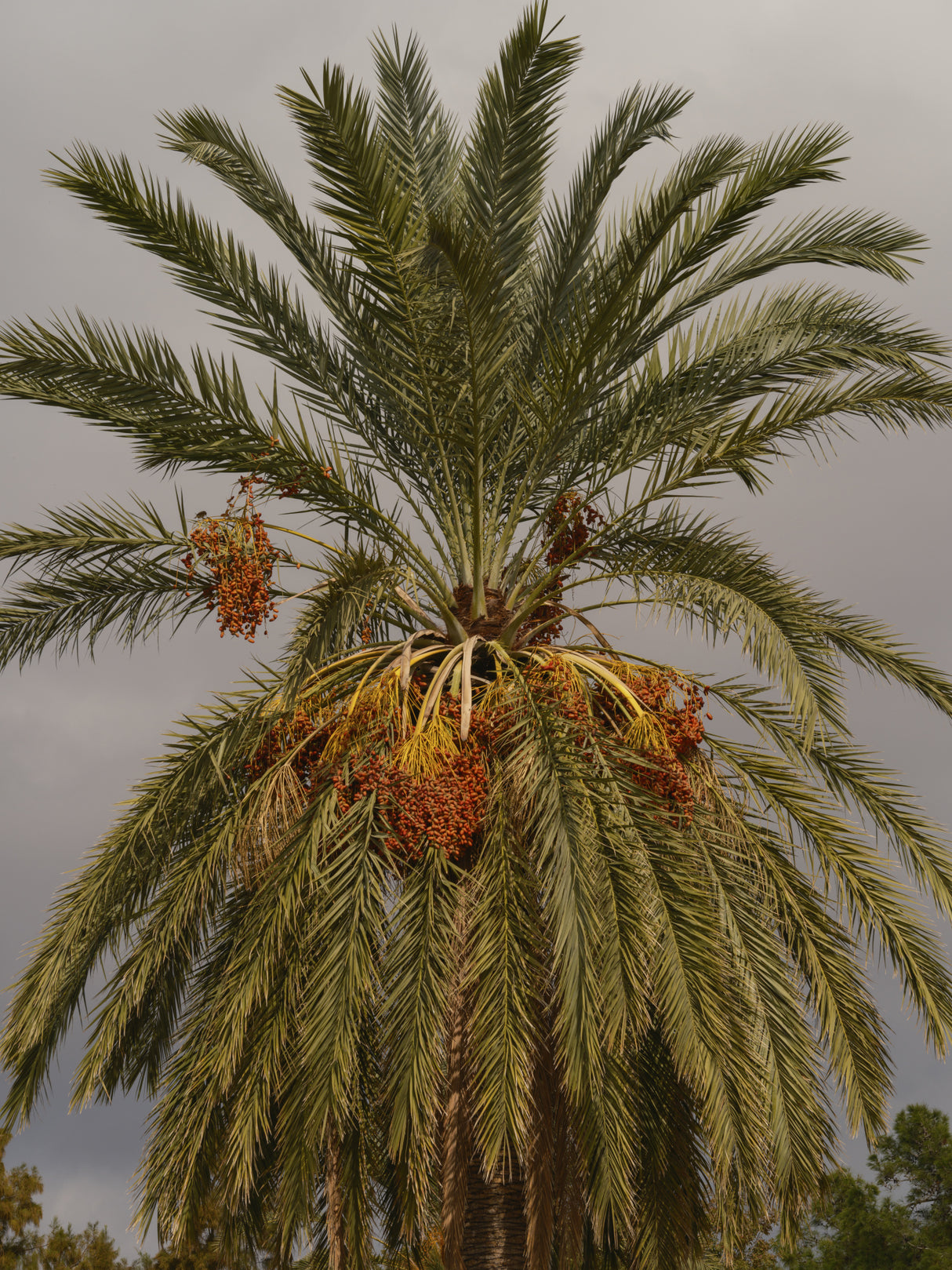 palm trees Poster och Canvastavla