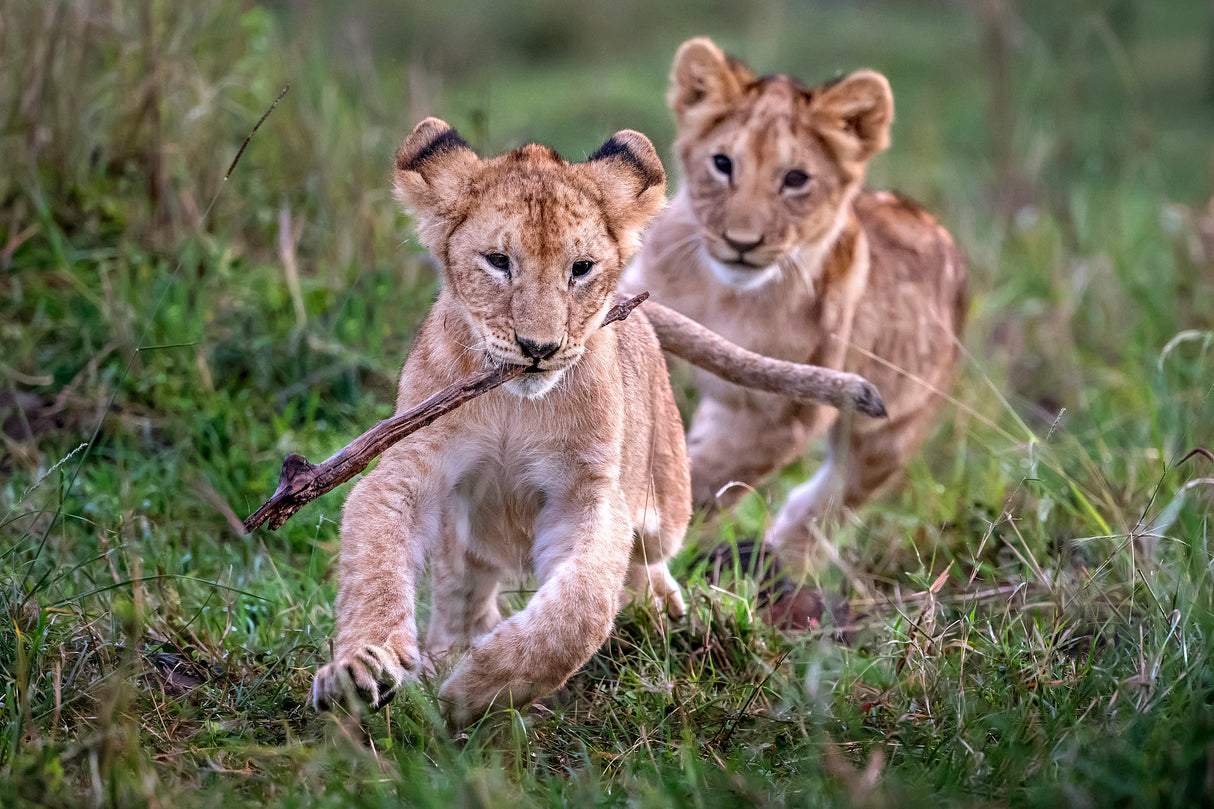 Lion cubs playing Poster och Canvastavla