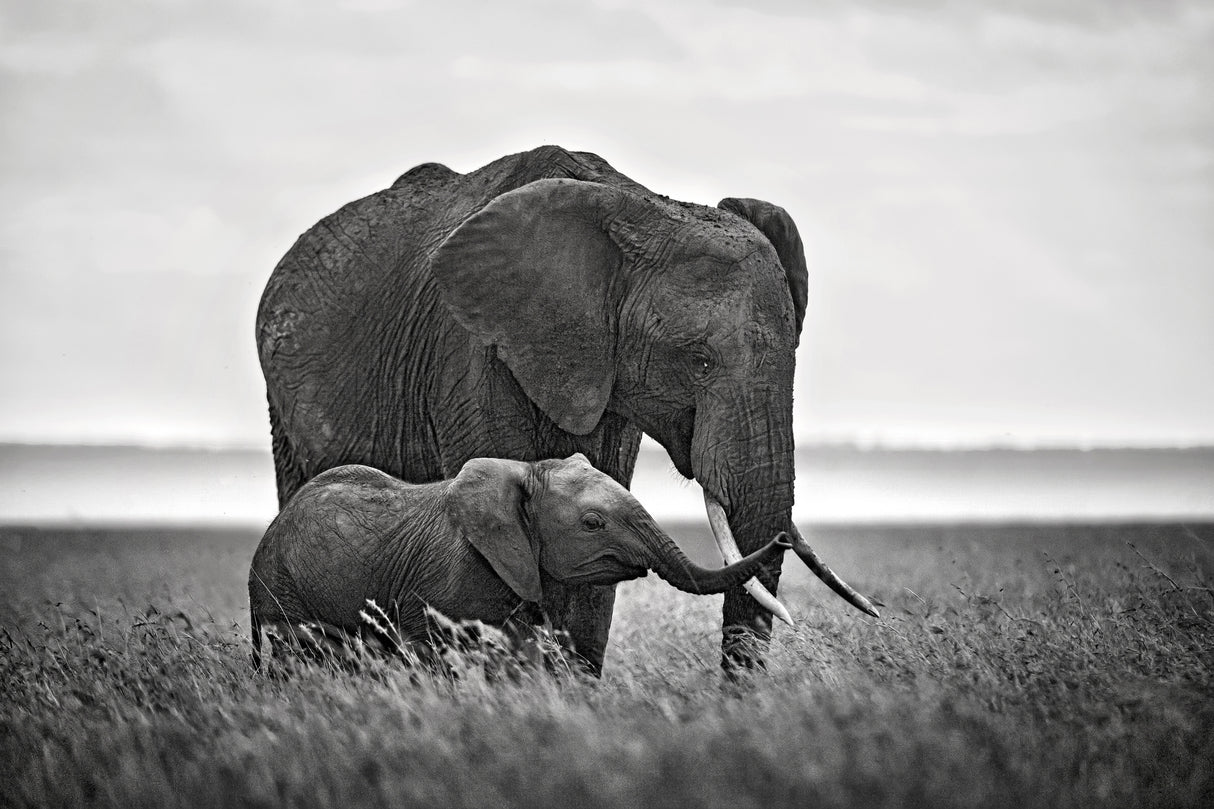 Mother elephant with her calf Poster och Canvastavla
