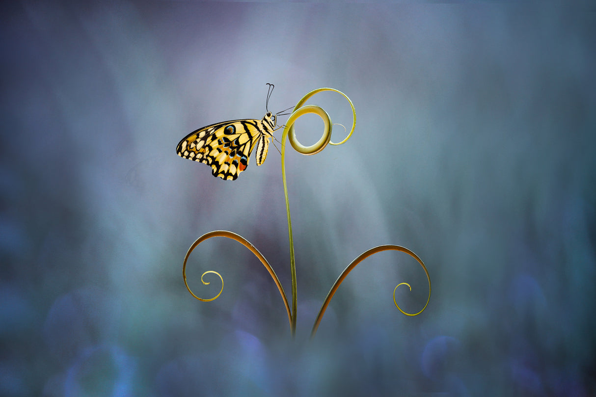 beautiful butterfly blue Poster och Canvastavla