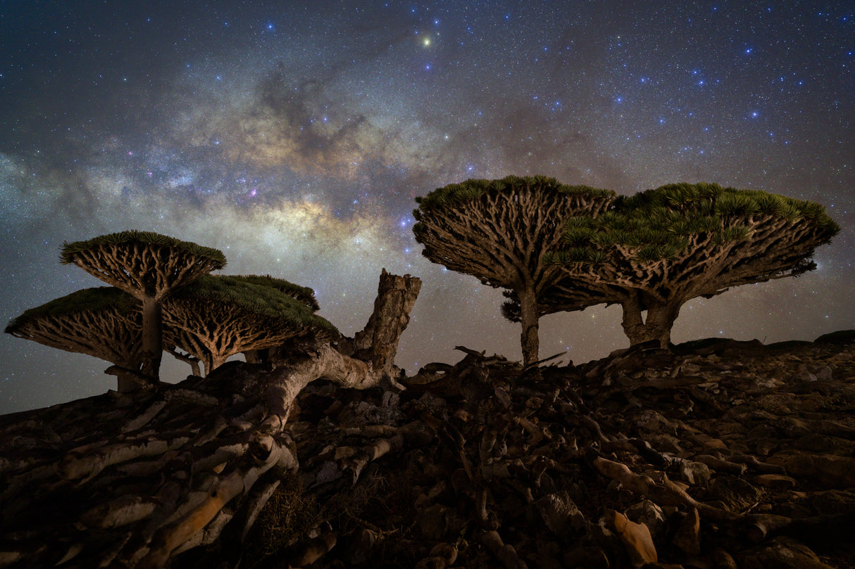 Dragons of Socotra Poster och Canvastavla