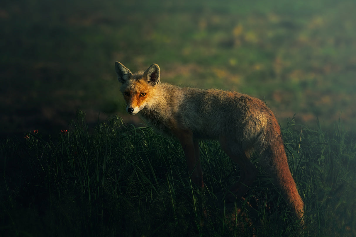Mr.Fox Poster och Canvastavla