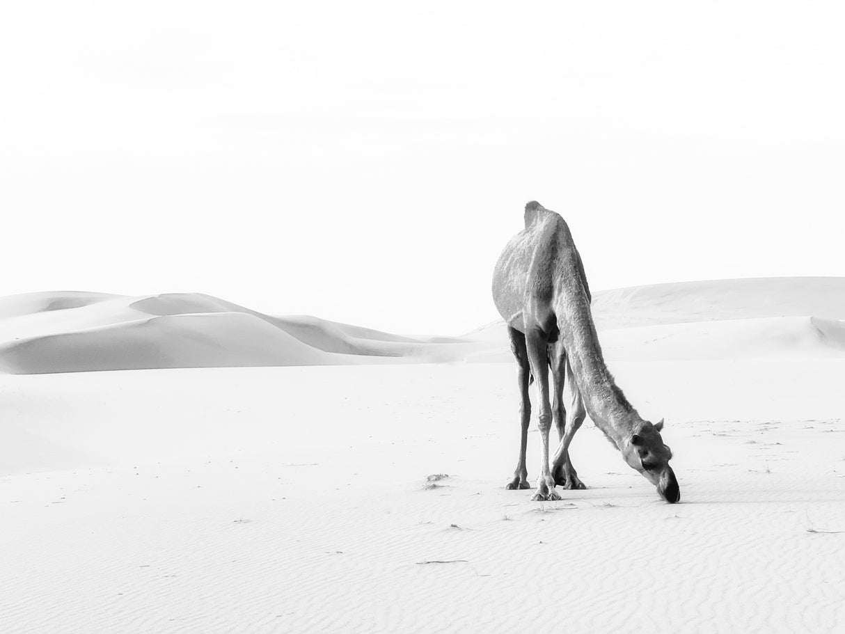 lonely camel Poster och Canvastavla