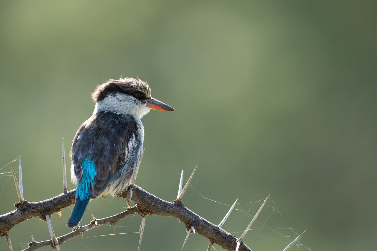 Kingfisher Poster och Canvastavla