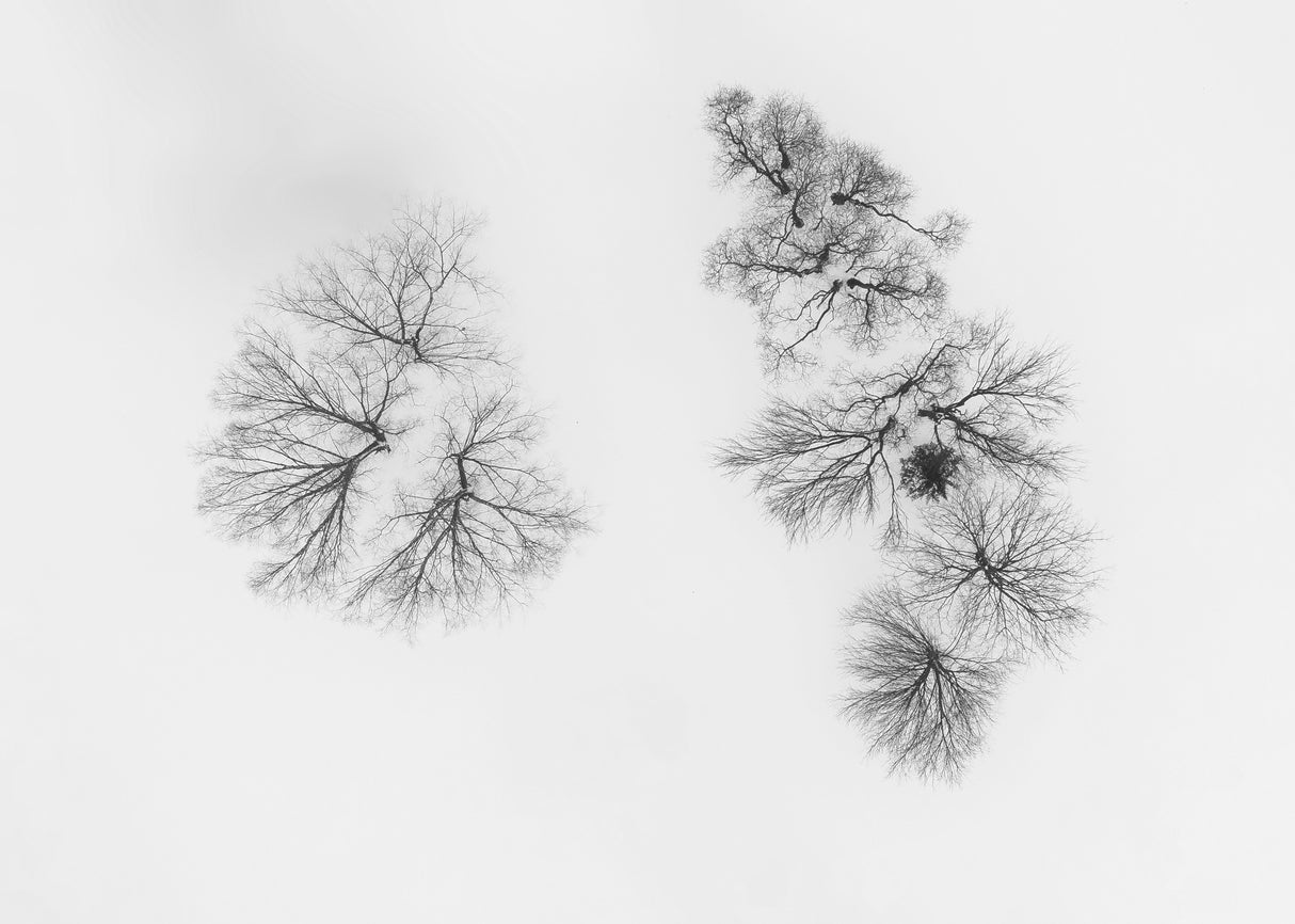 Dancing trees Poster och Canvastavla