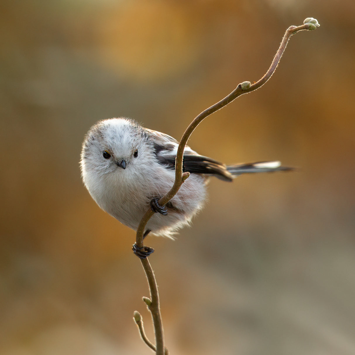 long - tailed tit. Poster och Canvastavla