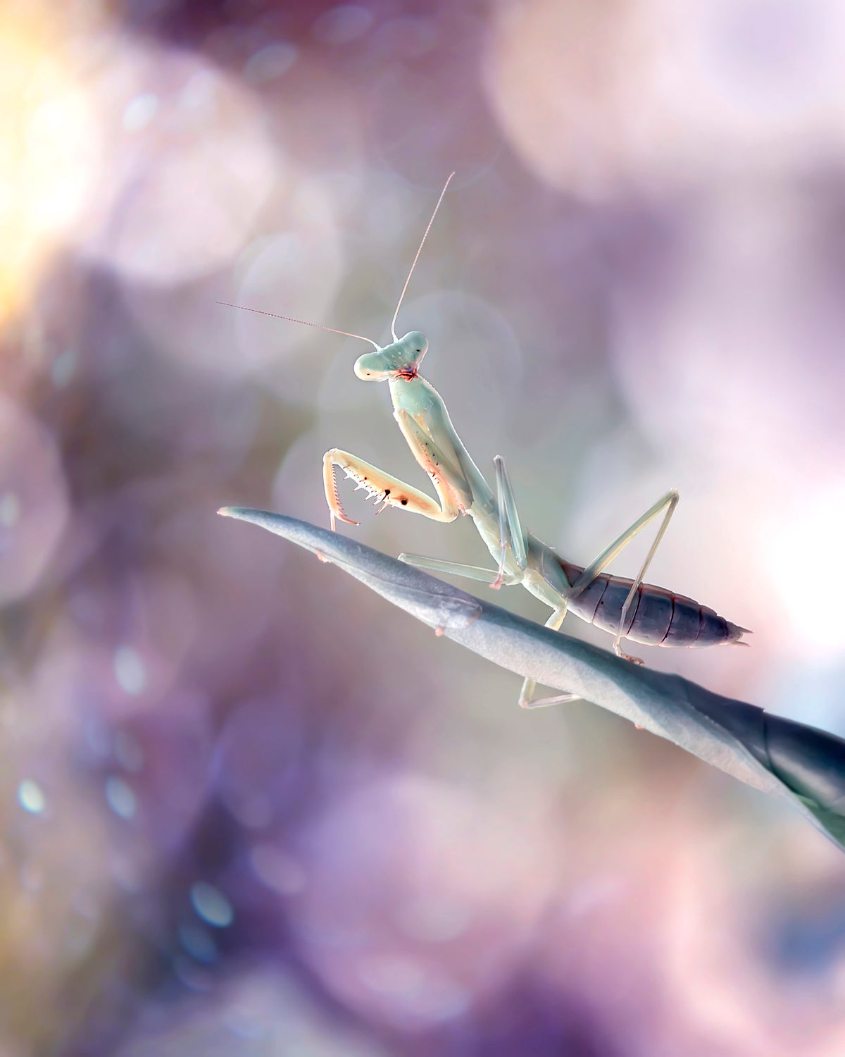 Mantis in Wonderland Poster och Canvastavla