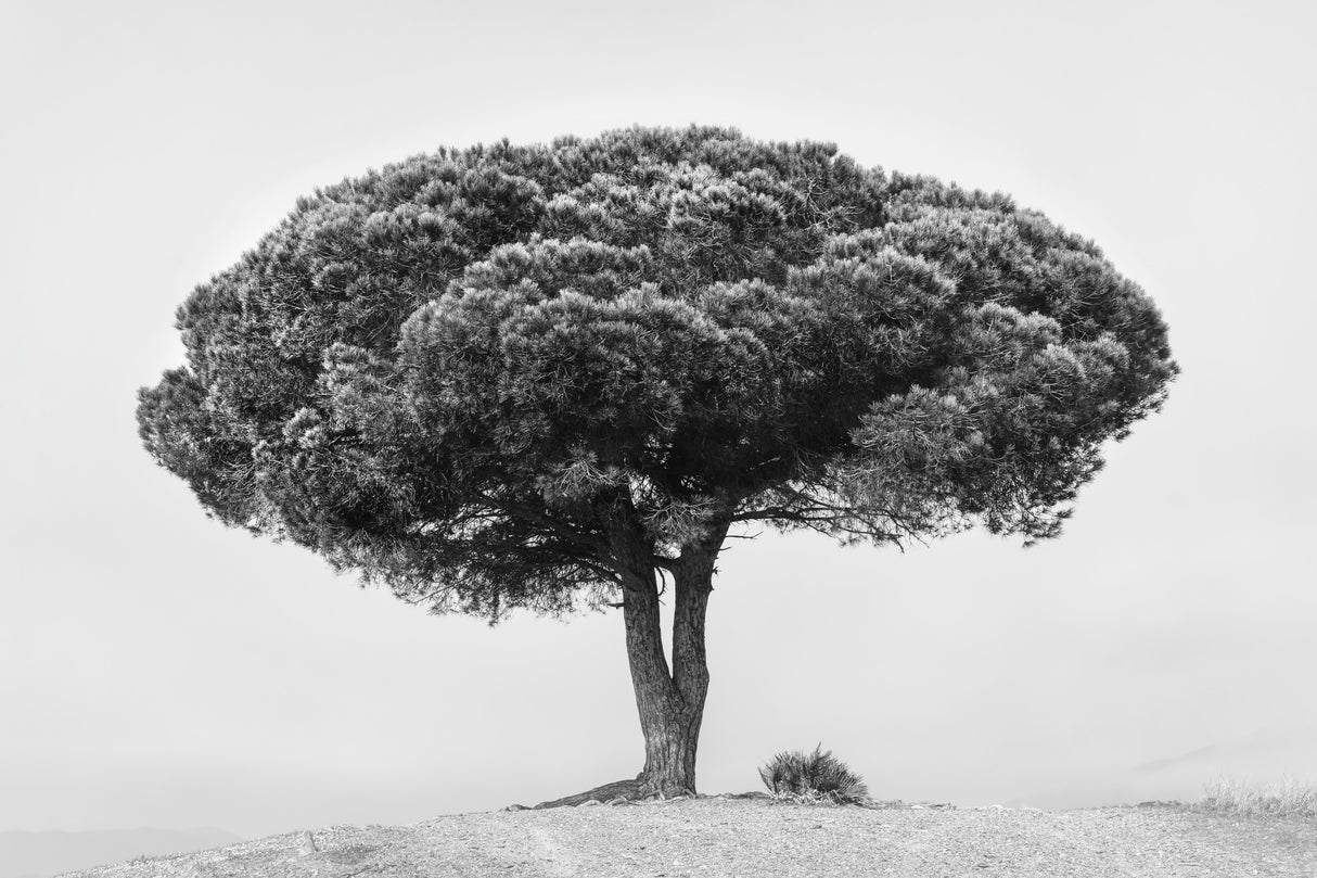 TREE Poster och Canvastavla