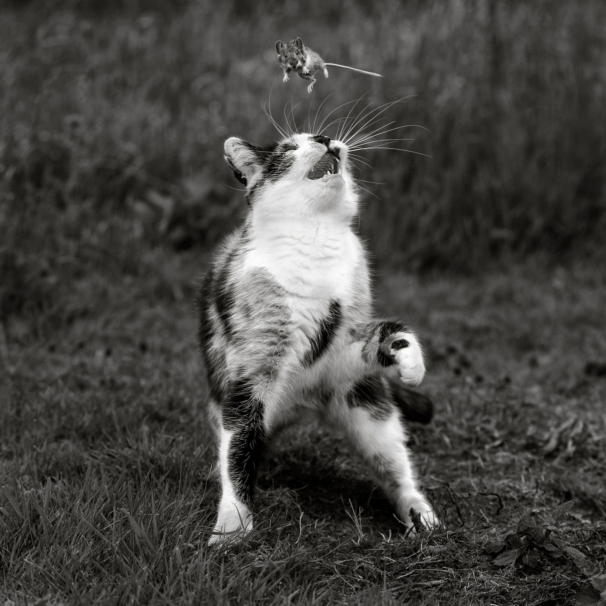 Cat Trap Poster och Canvastavla