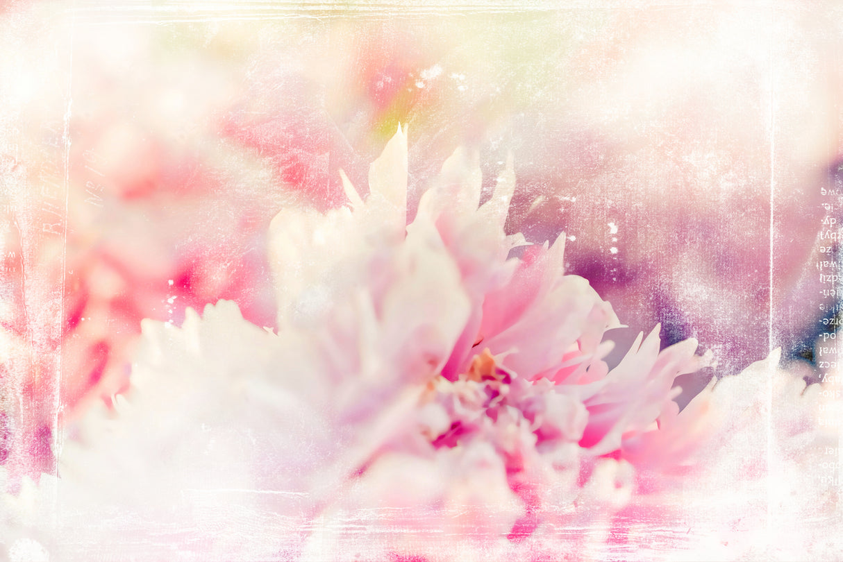 Ombre032flower Poster och Canvastavla