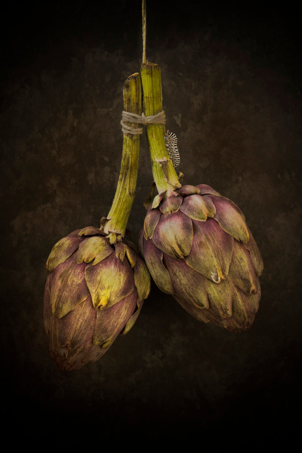 Artichoke Poster och Canvastavla
