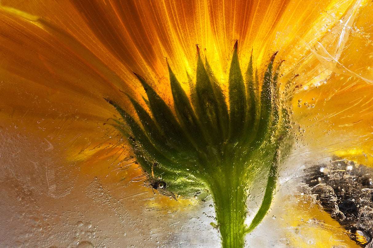 Frozen Marigold Poster och Canvastavla