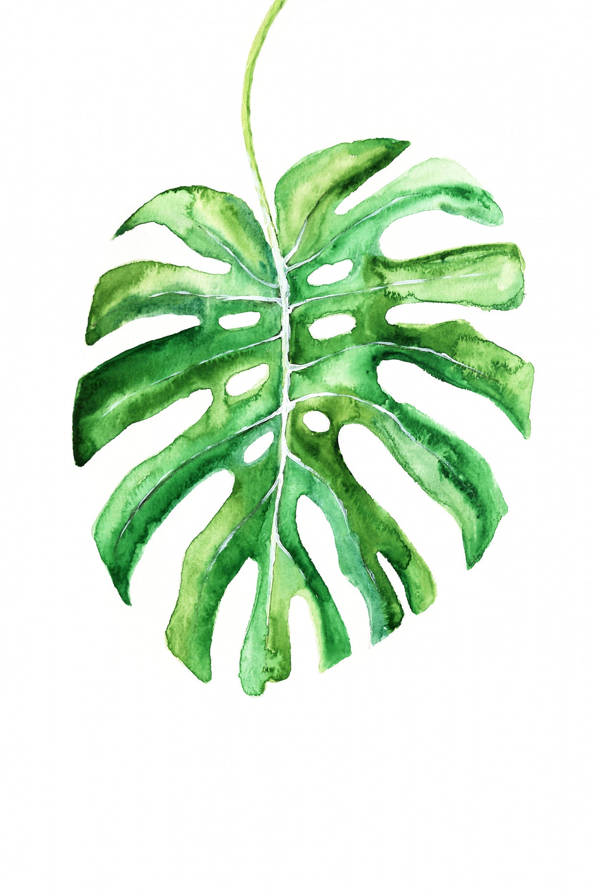Monstera leaf Poster och Canvastavla