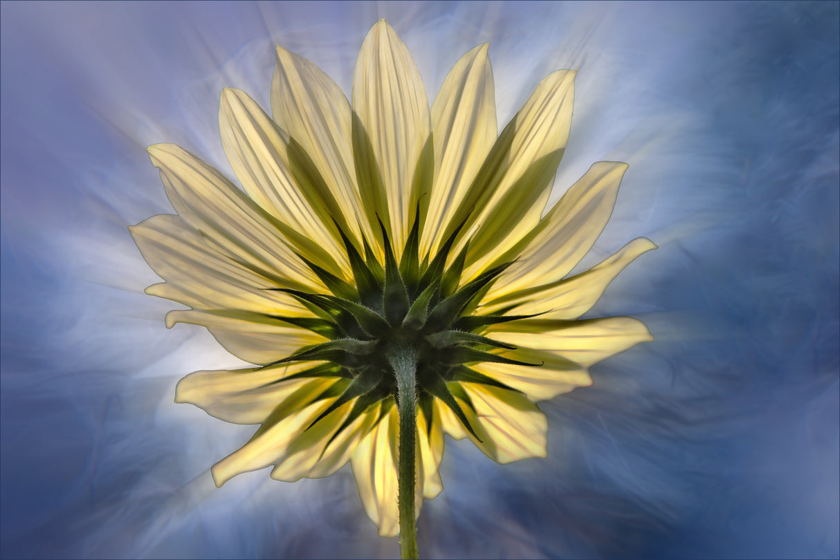 Solar worshipper Poster och Canvastavla