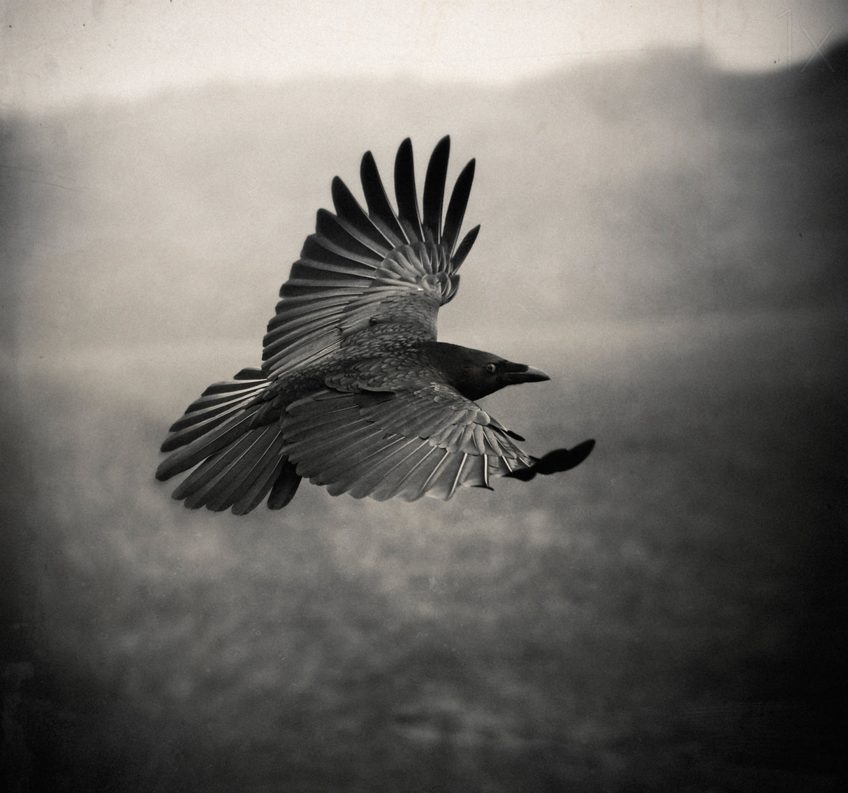 the Crow Poster och Canvastavla
