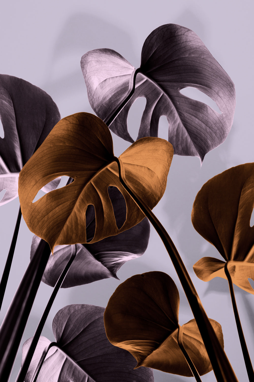 Monstera Purple 01 Poster och Canvastavla