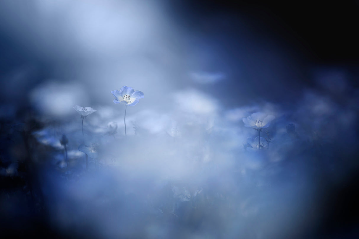Gentle light Poster och Canvastavla
