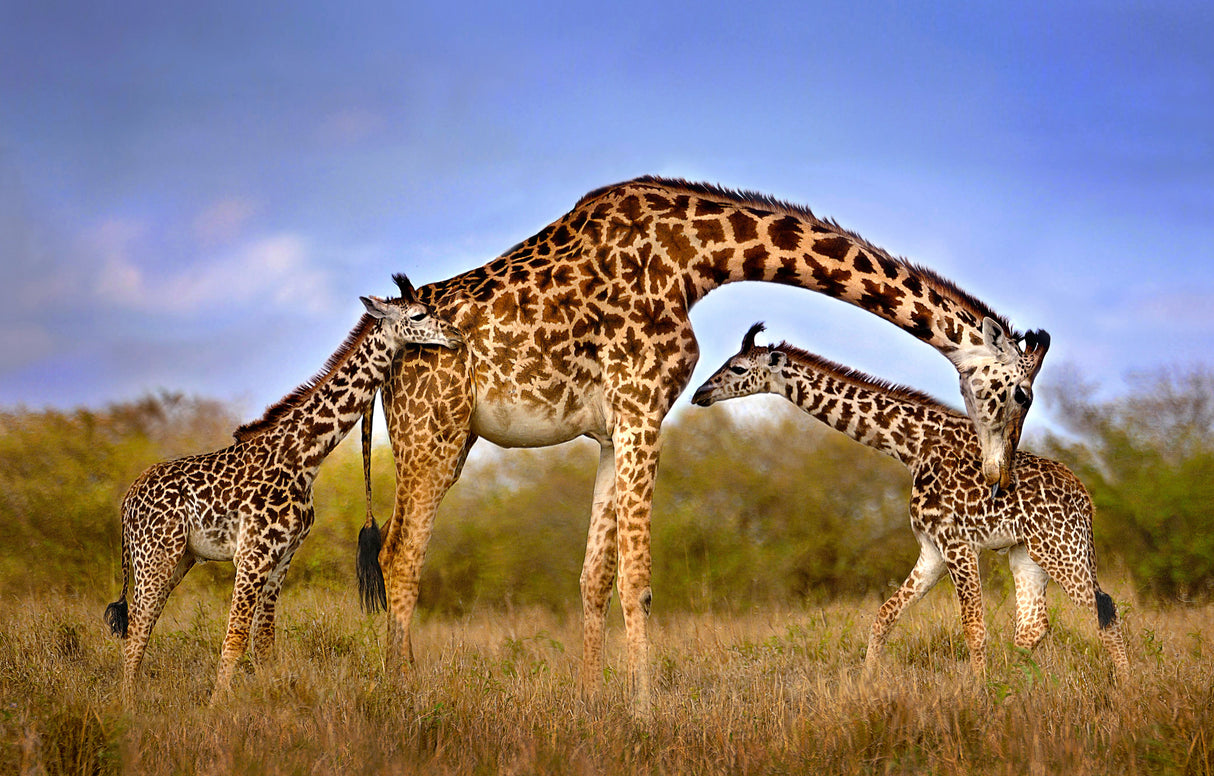 Giraffe with cubs Poster och Canvastavla