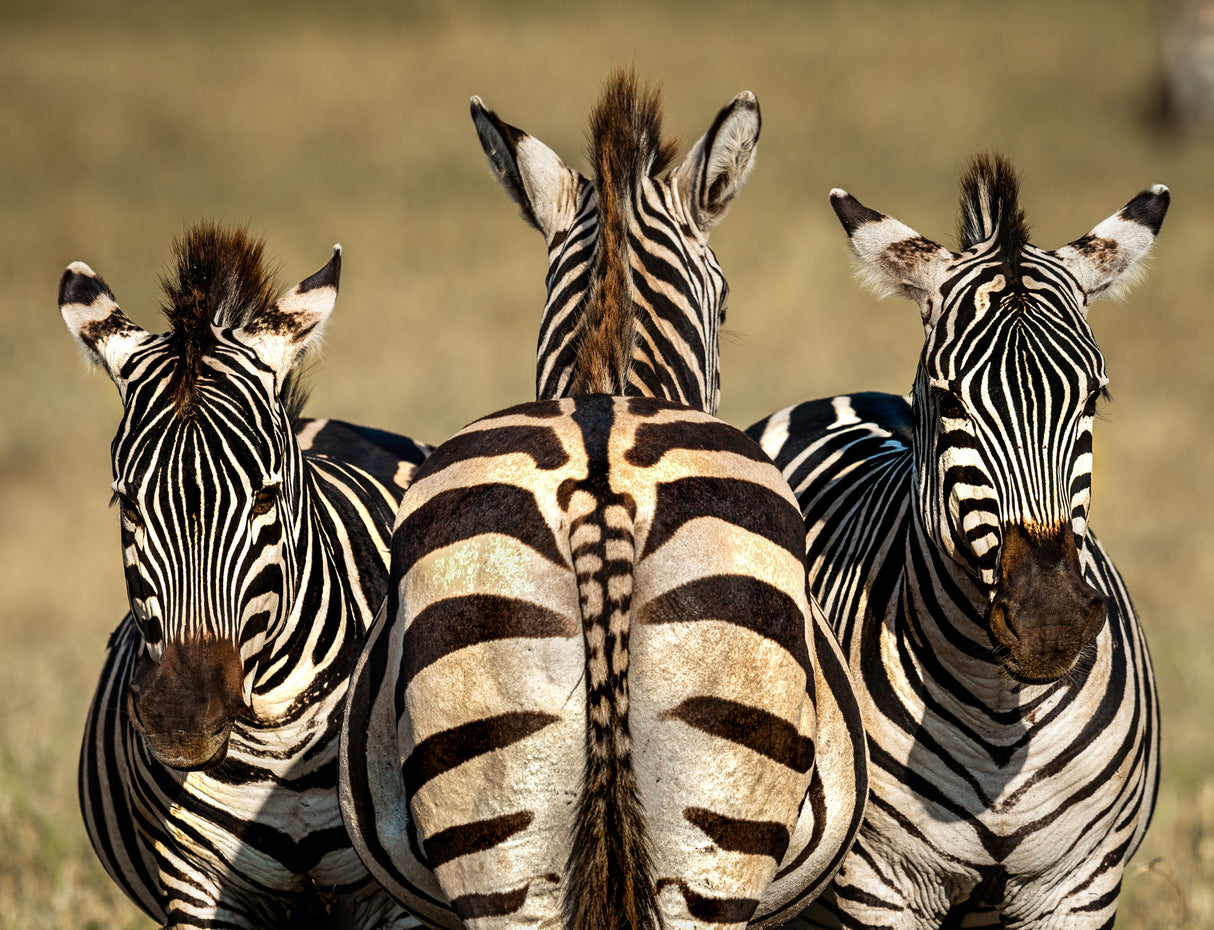 Zebra Poster och Canvastavla
